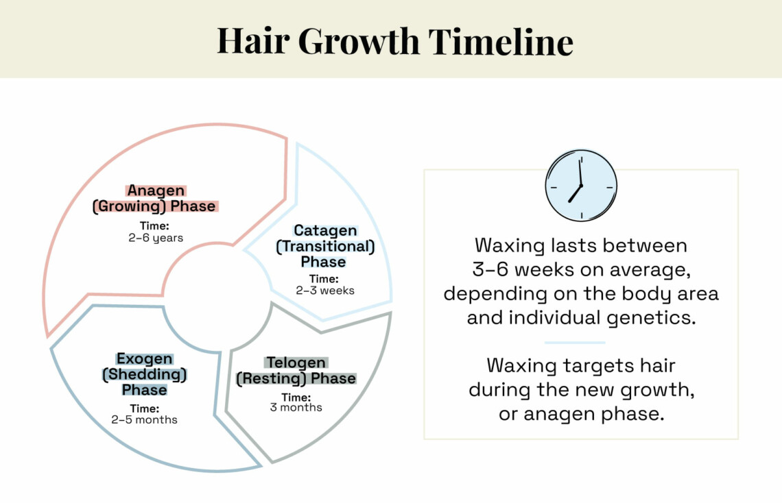 hair growth timeline