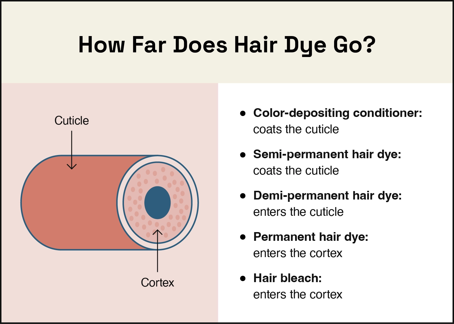 Color depositing conditioner and semi-permanent hair dye coat the cuticle of your hair strands. Demi-permanent hair dye coats and enters the cuticle of your hair strands. Permanent hair dye and bleach enters the cortex.