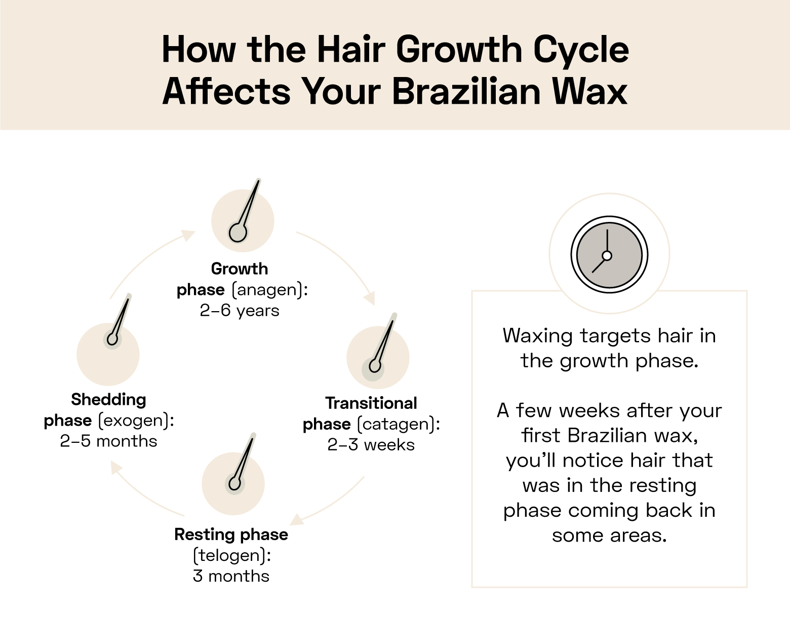 how the hair growth cycle affects how long a Brazilian wax lasts